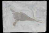 Eurypterus (Sea Scorpion) Fossil - New York #70650-1